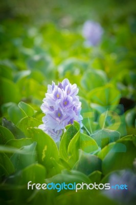 Water Hyacinth Flower Stock Photo