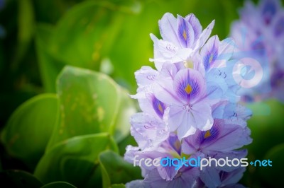 Water Hyacinth Flower Stock Photo