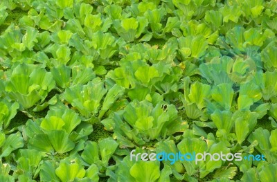 Water Lettuce Stock Photo