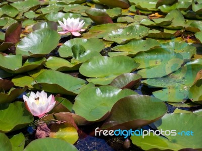 Water Lilies At Hever Castle Stock Photo