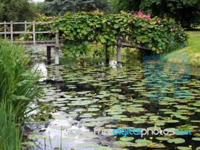 Water Lilies At Hever Castle Stock Photo