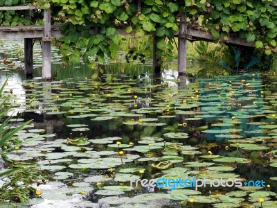 Water Lilies At Hever Castle Stock Photo