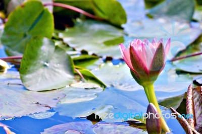 Water Lilly Flower Stock Photo