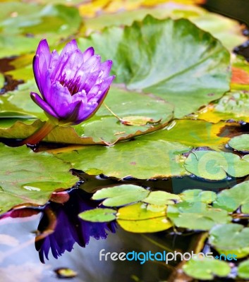 Water Lilly Flower Stock Photo