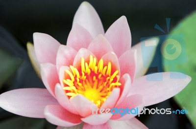 Water Lily Stock Photo