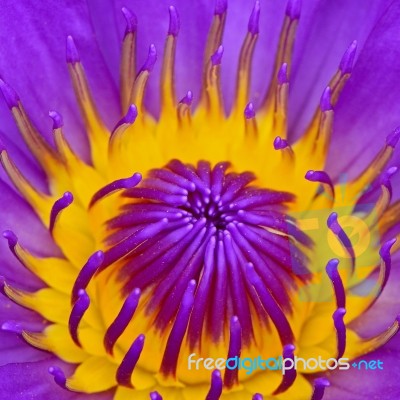 Water Lily Stock Photo