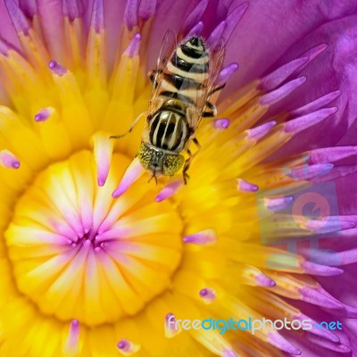 Water Lily Stock Photo