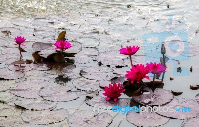 Water Lily Stock Photo