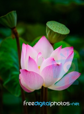 Water Lily Beautiful Lotus Flower Background Stock Photo