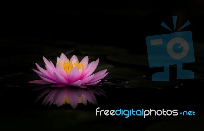 Water Lily Beautiful Lotus Flower Is The Background Stock Photo