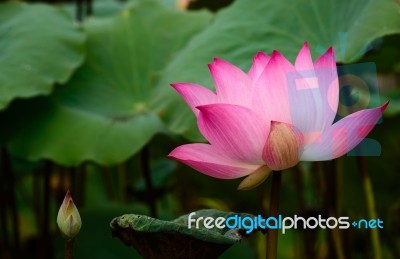 Water Lily Beautiful Lotus Flower Is The Background Stock Photo