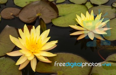 Water Lily Beautiful Lotus Flower Is The Background Stock Photo