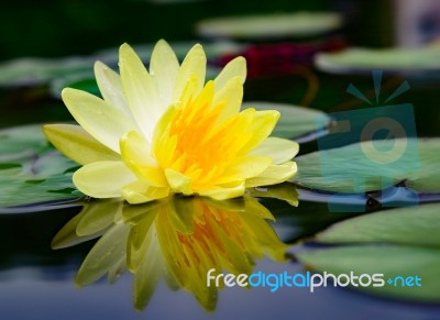 Water Lily Beautiful Lotus Flower Is The Background Stock Photo