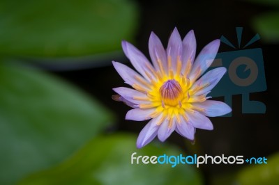 Water Lily Bloom Stock Photo