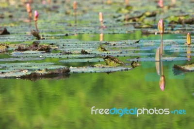 Water Lily Buds In Pond Stock Photo