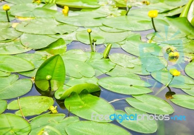 Water Lily Closeup Stock Photo