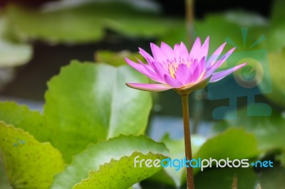 Water Lily On A Pond Stock Photo