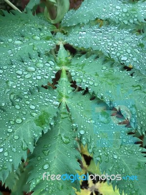 Water On A Leaf Stock Photo