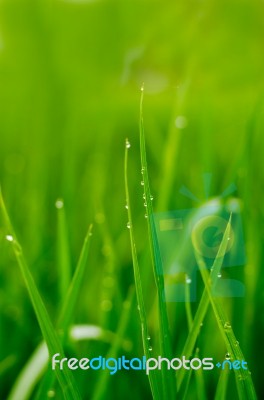 Water On Grasses Leaf Stock Photo