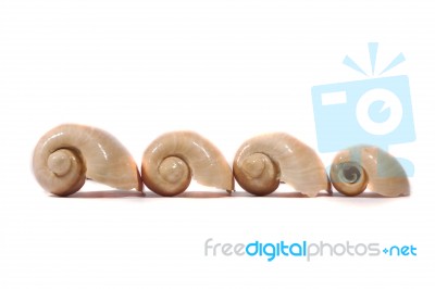 Water Snail Shell Stock Photo