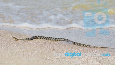 Water Snake At The Seashore Stock Photo