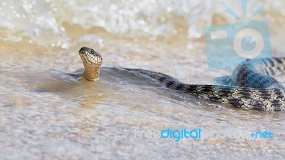 Water Snake At The Seashore Stock Photo