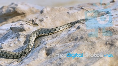 Water Snake Creeps On The Stone Stock Photo