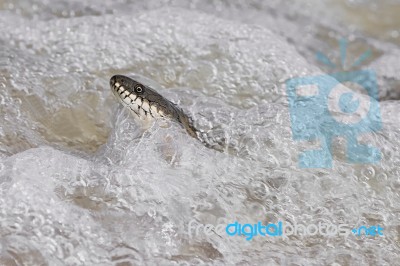 Water Snake In A Foamy Wave Stock Photo