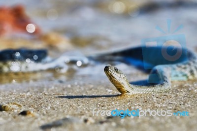 Water Snake On The Bay Stock Photo