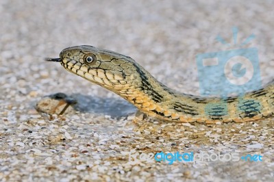 Water Snake On The Bay Stock Photo