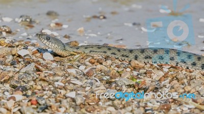 Water Snake On The Bay Stock Photo