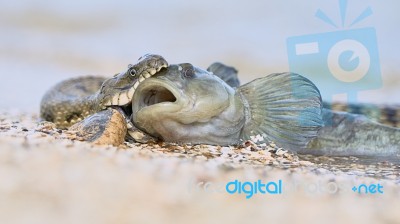 Water Snake Swallows Fish Stock Photo