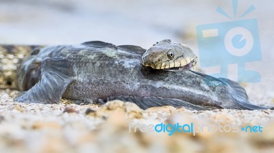 Water Snake Swallows Fish Stock Photo