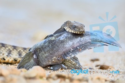 Water Snake Swallows Fish Stock Photo