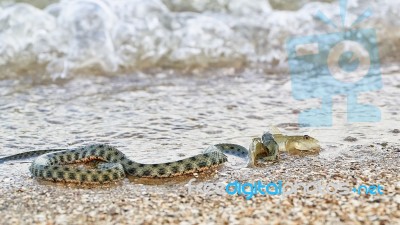 Water Snake Swallows Fish Stock Photo