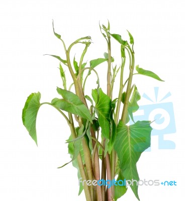 Water Spinach Isolated On The White Background Stock Photo