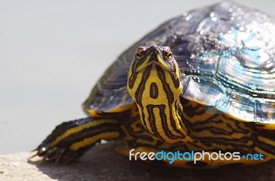 Water Tortoise Stock Photo