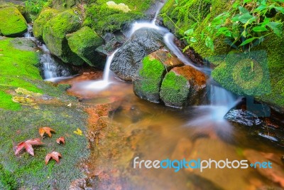 Waterfalls And Maple Leaf At Phu Soi Dao Uttaradit Stock Photo