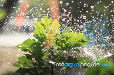 Watering A Fig Tree Stock Photo