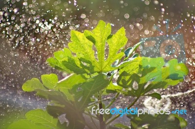 Watering A Figs Tree Stock Photo