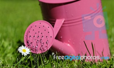 Watering Can In Garden Stock Photo