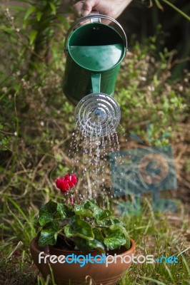 Watering Flower With Can Stock Photo