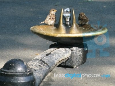 Watering Hole Stock Photo