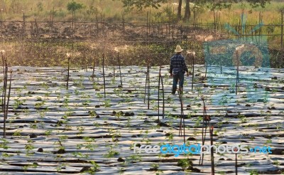 Watering System In Vegetable Farm Stock Photo