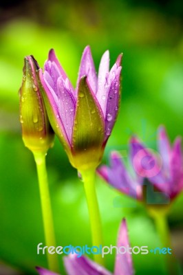 Waterlily Stock Photo