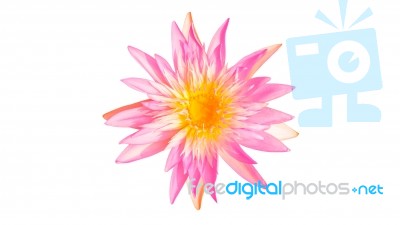 Waterlily Flower Stock Photo