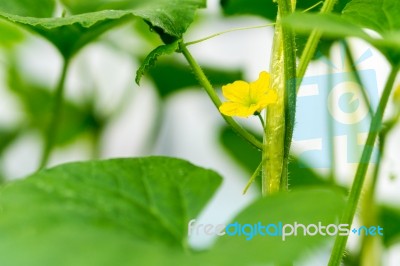 Watermelon Flower With Young Watermelon Stock Photo