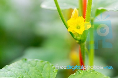 Watermelon Flower With Young Watermelon Stock Photo