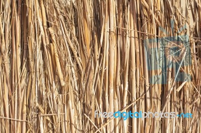 Wattle Stock Photo