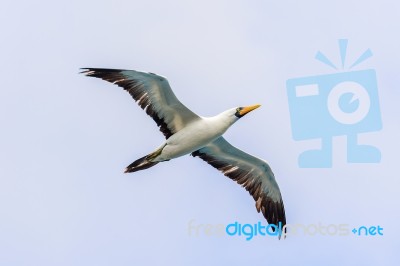 Waved Albatross Flying In Galapagos Stock Photo